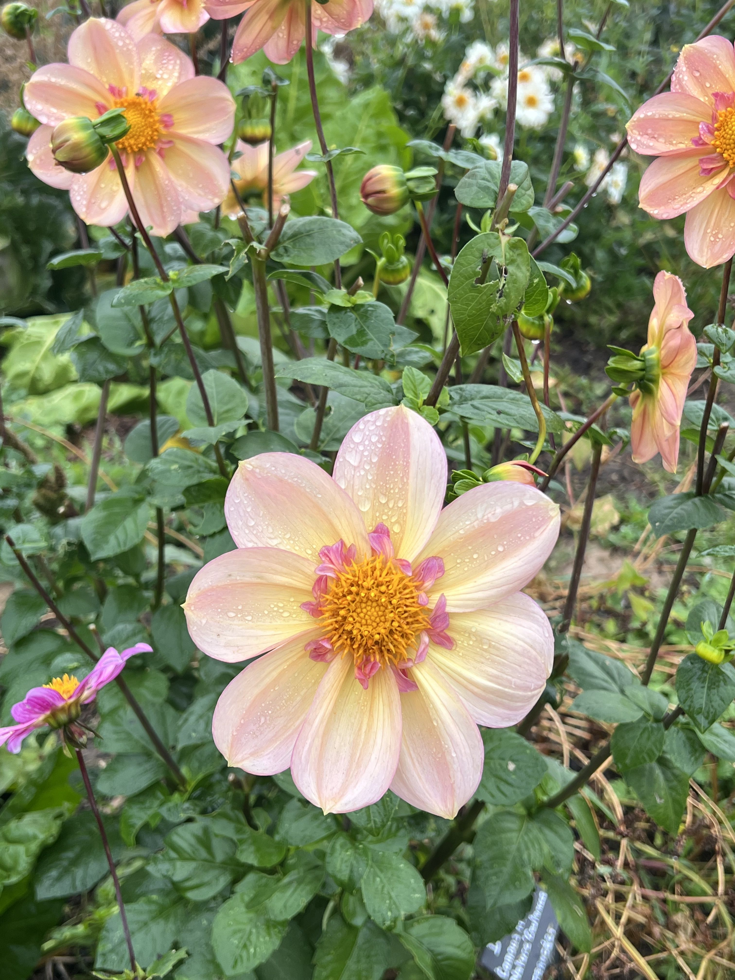Fleurs du jardin-potager de Chambray